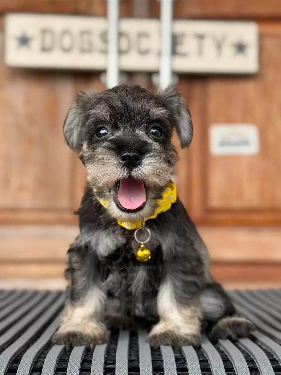Schnauzer female 293