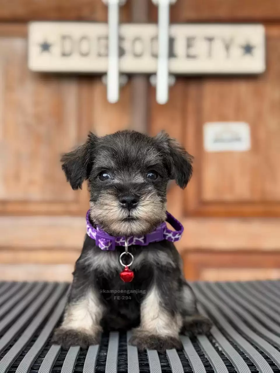 Schnauzer female 294