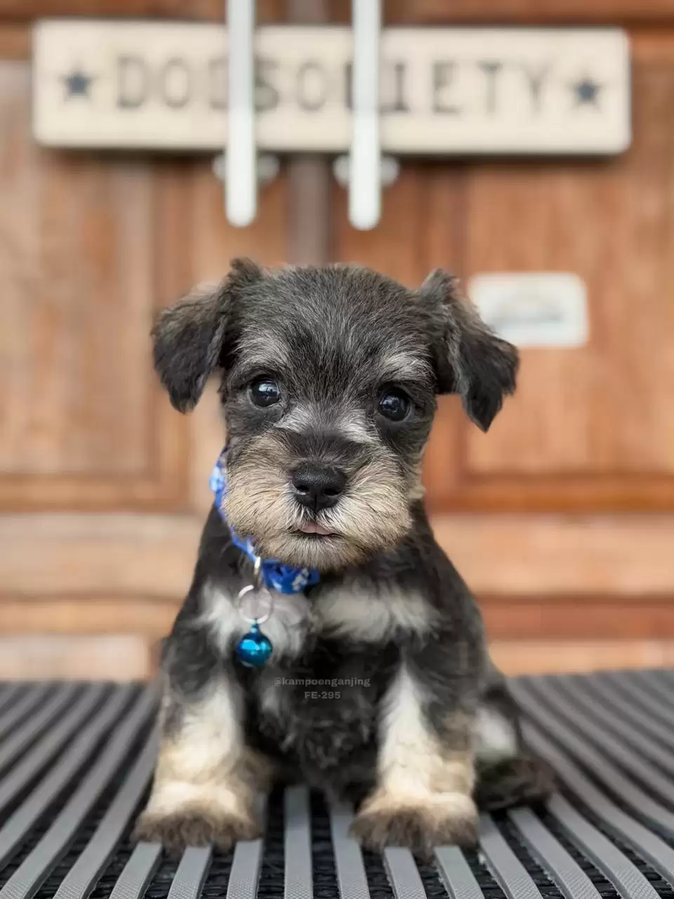 Schnauzer female 295