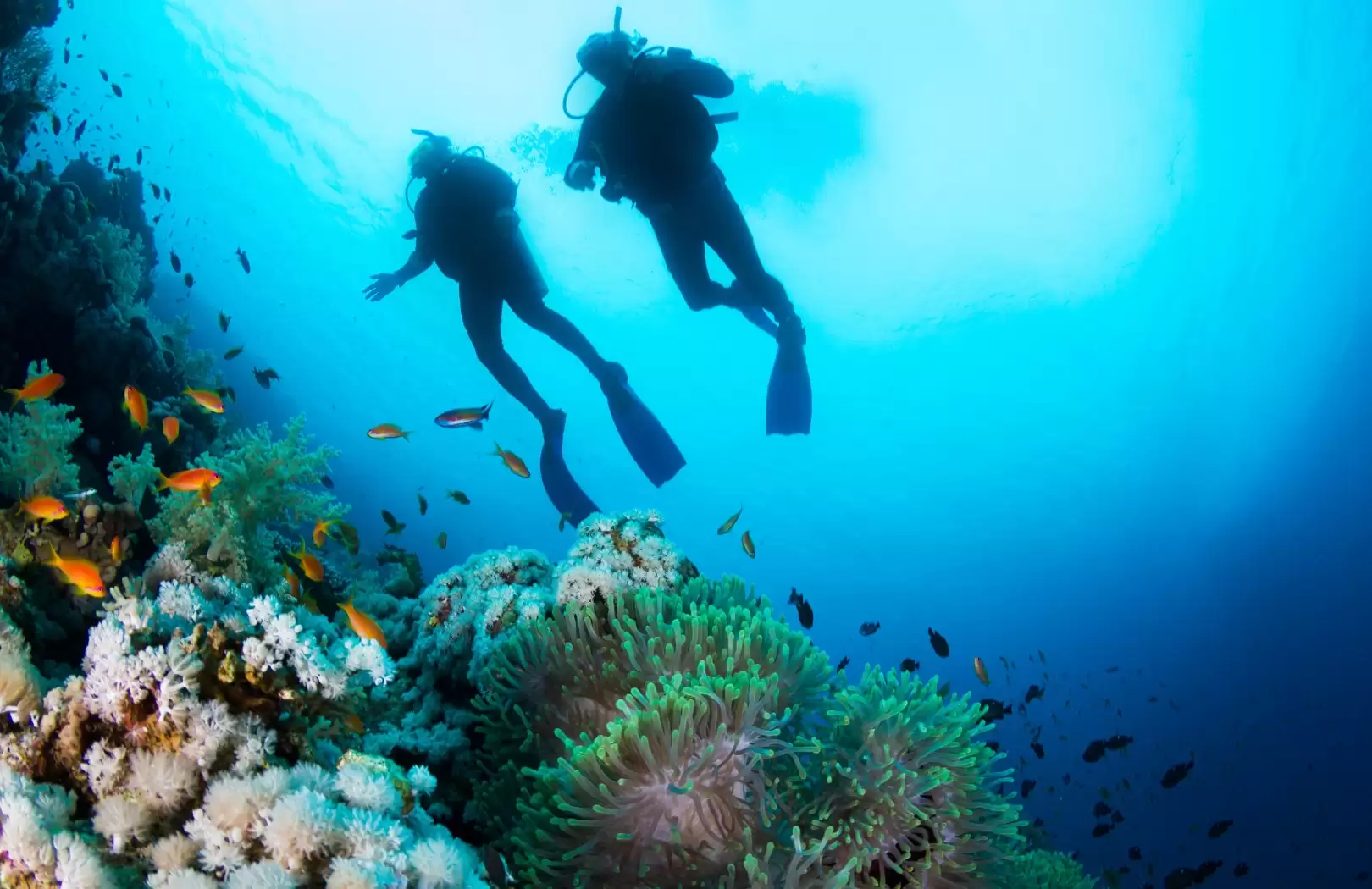 Get to Know Bali Explorers Diver