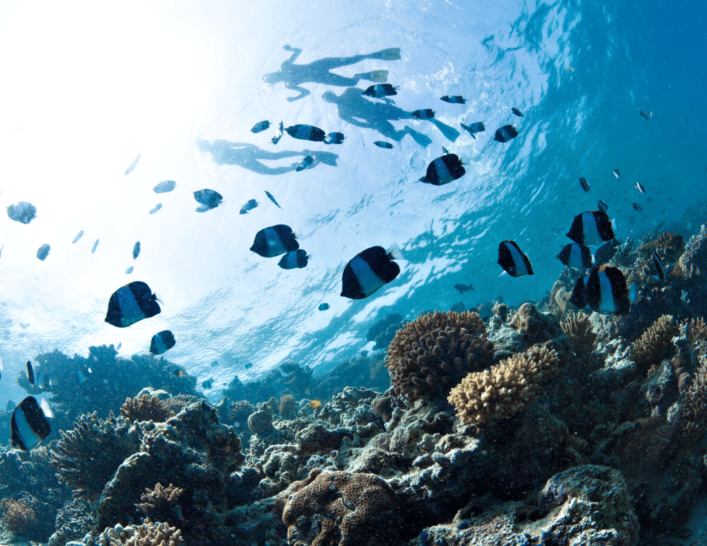 Snorkeling in Nusa Penida