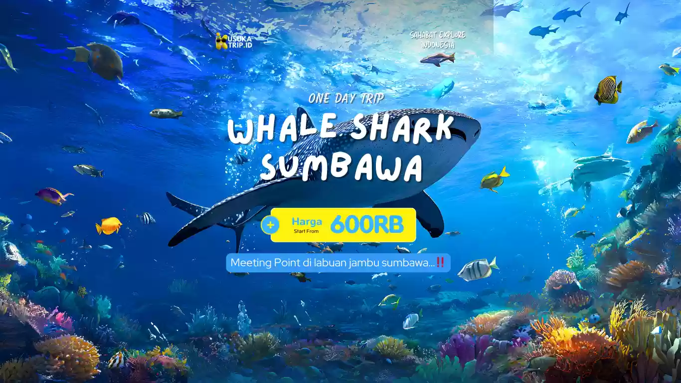 Promo Open Trip One Day Whale Shark Pulau Sumbawa