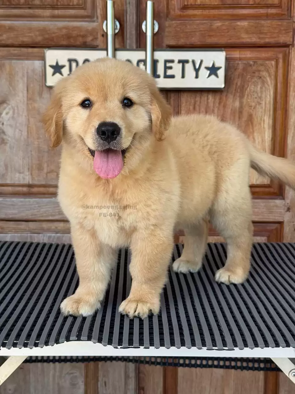 Golden Retriever female 641
