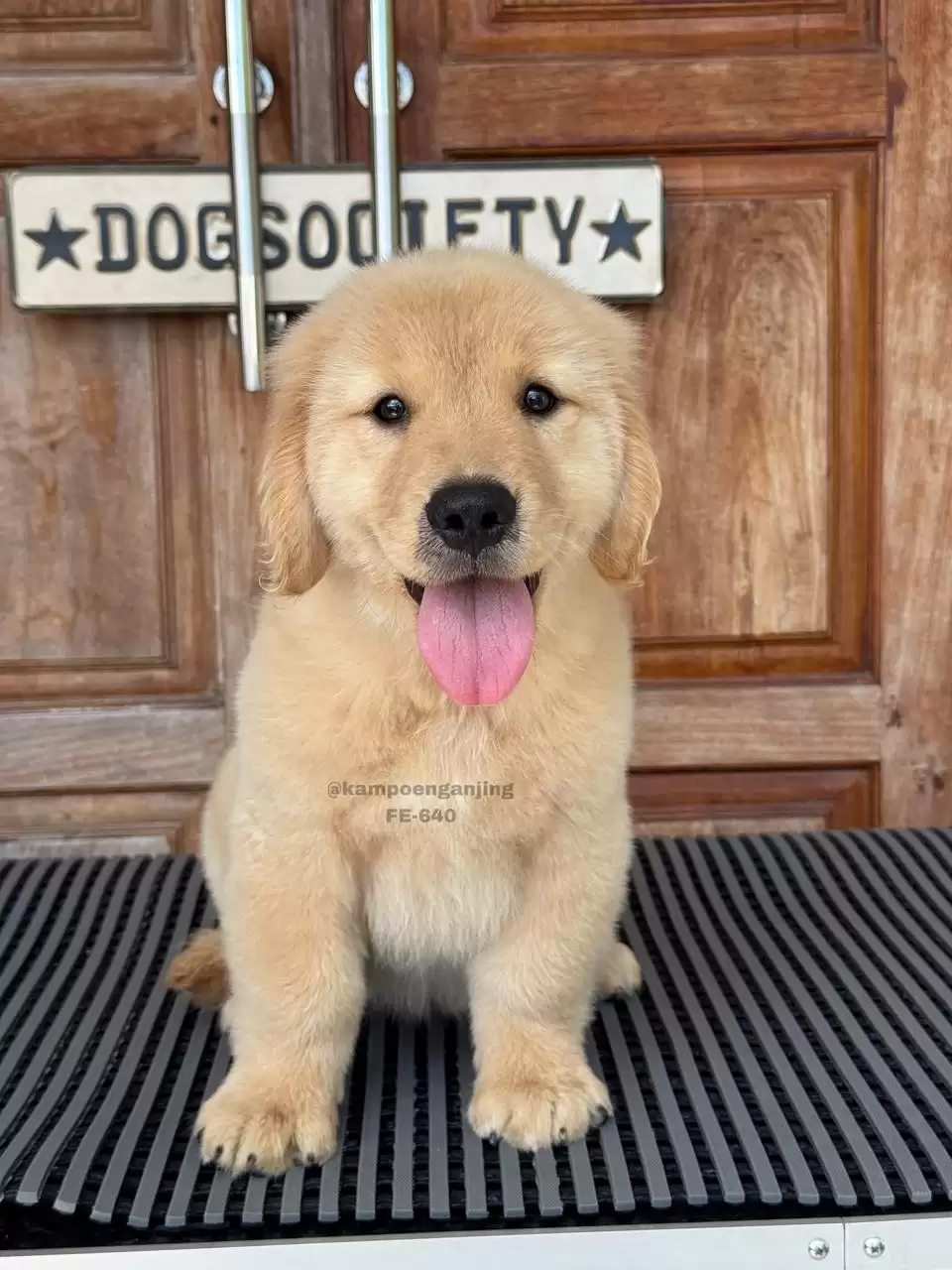 Golden Retriever female 640