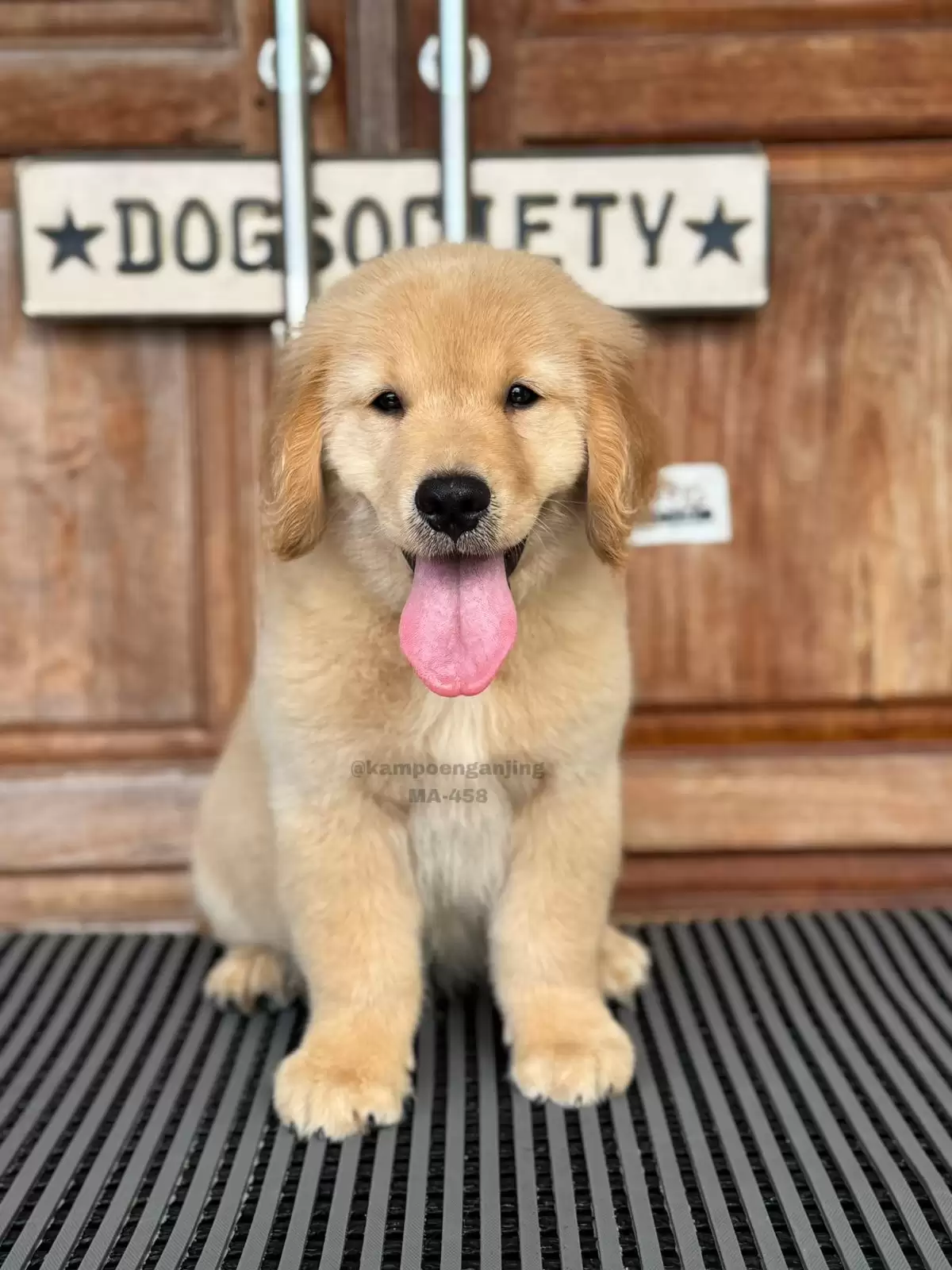 Golden Retriever male 458