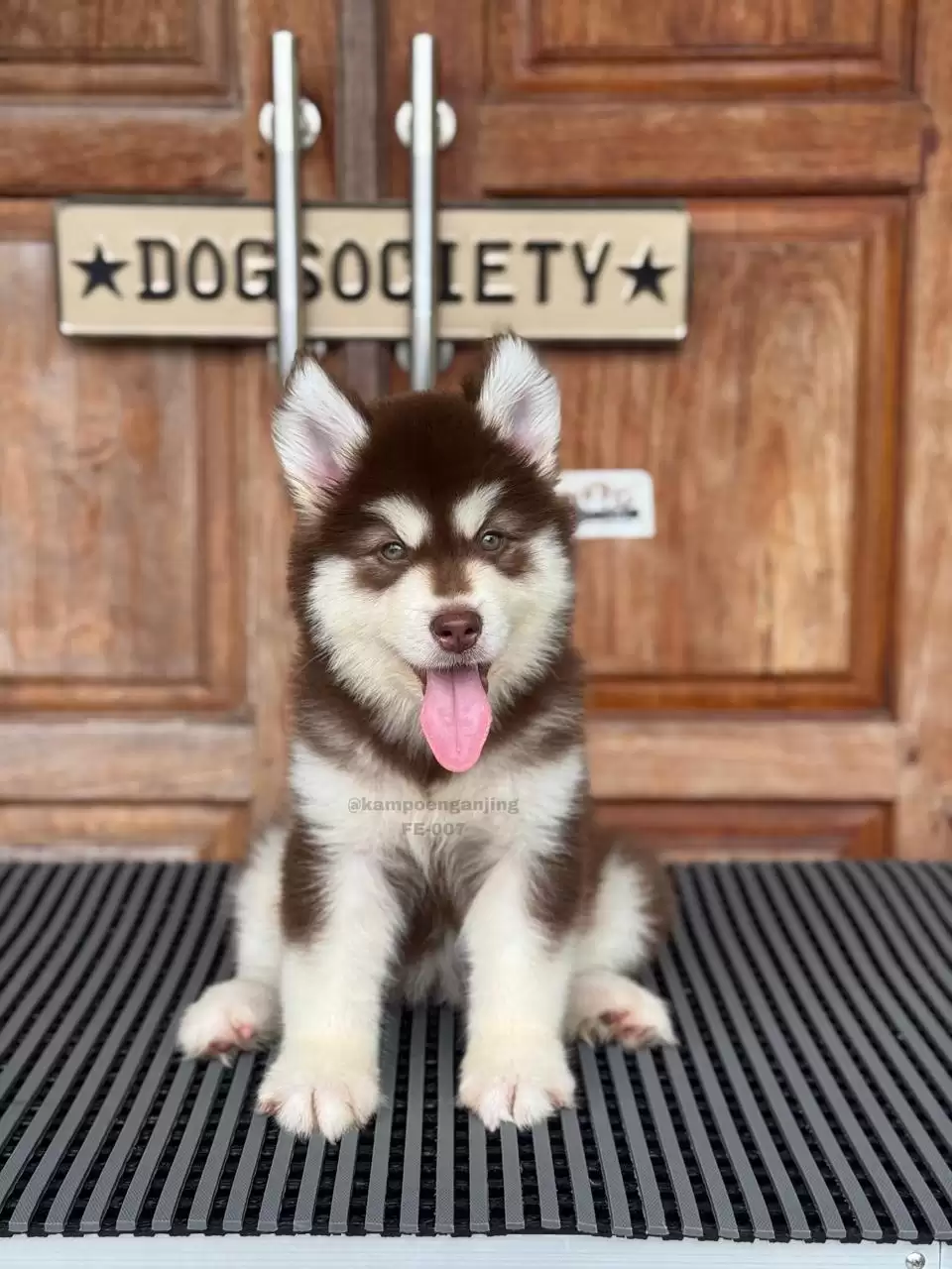 Alaskan Malamute female 007