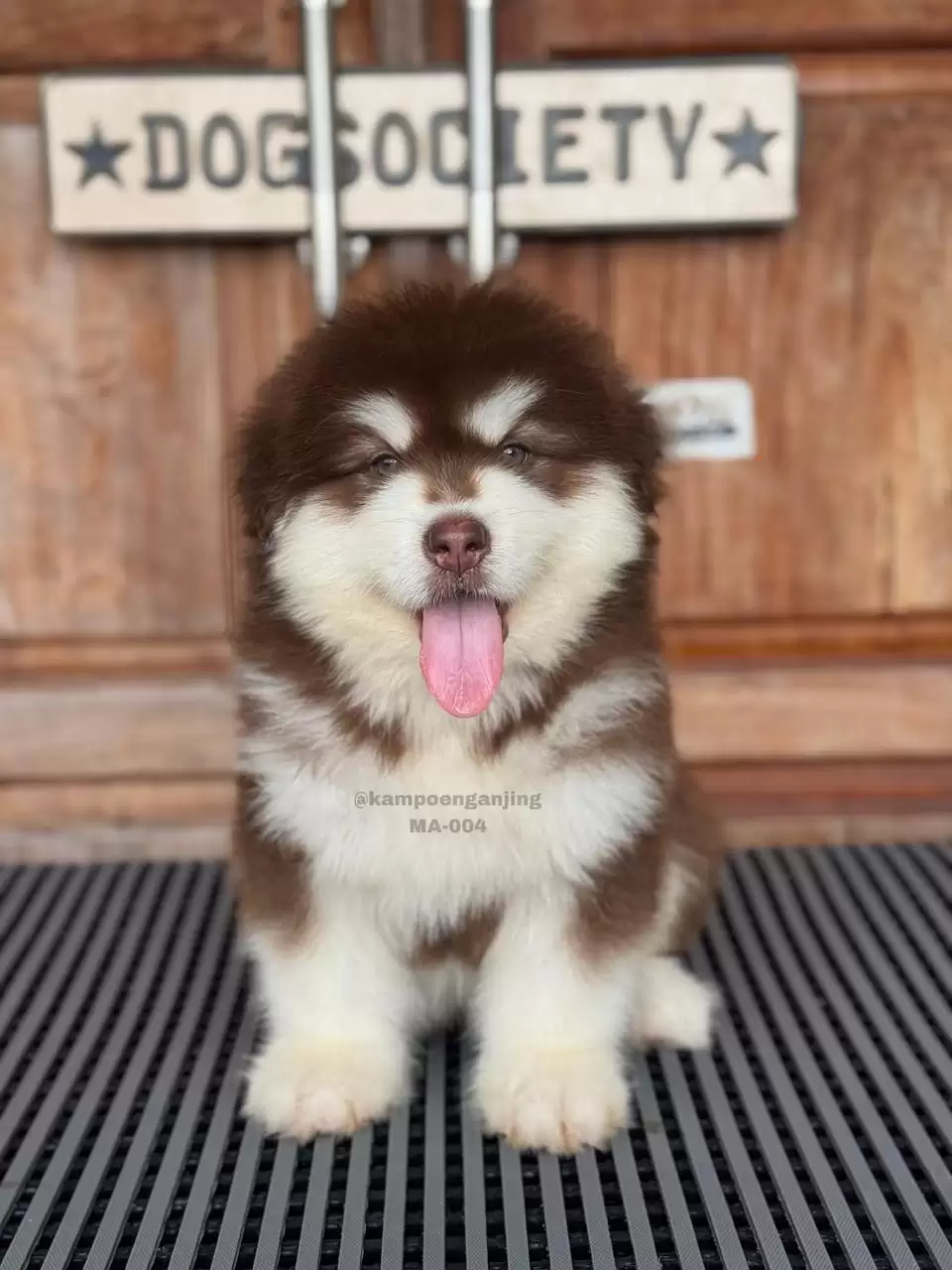 Alaskan Malamute male 004