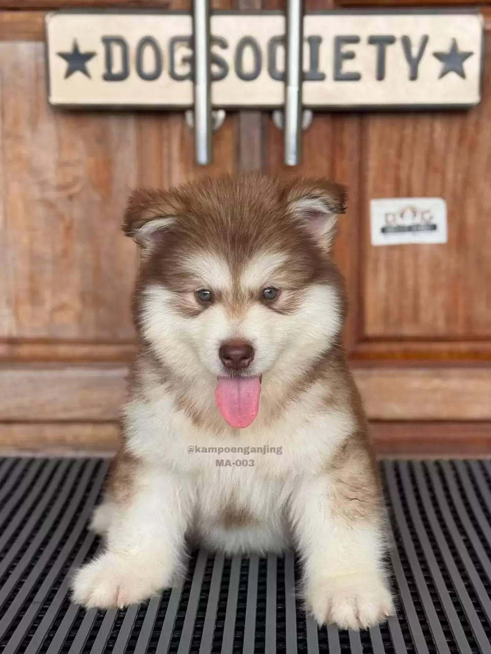Alaskan Malamute male 003