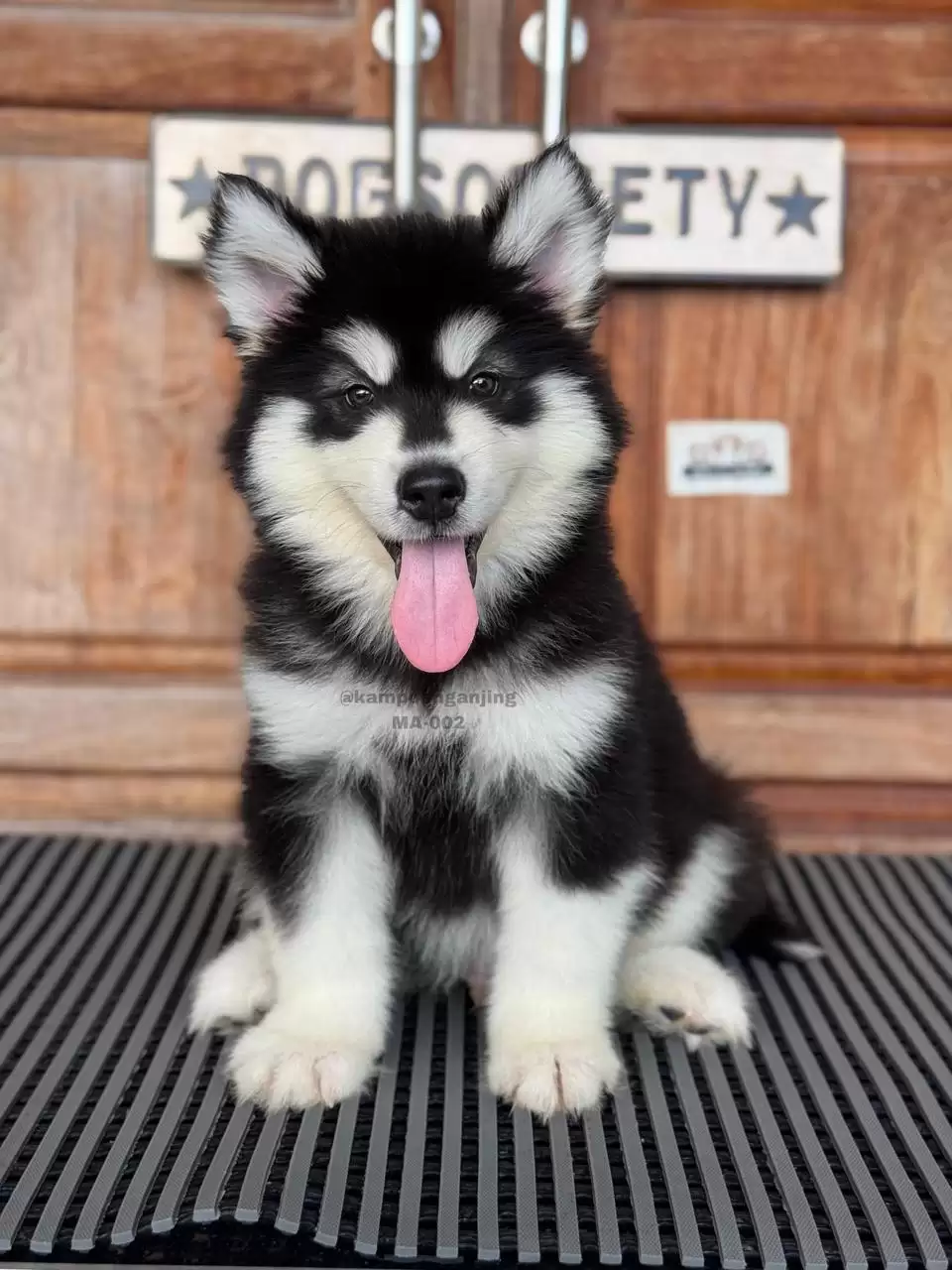 Alaskan Malamute male 002