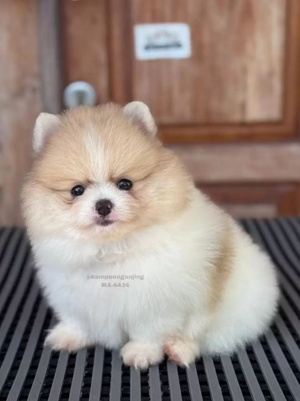 Pomeranian German Spitz male 6434