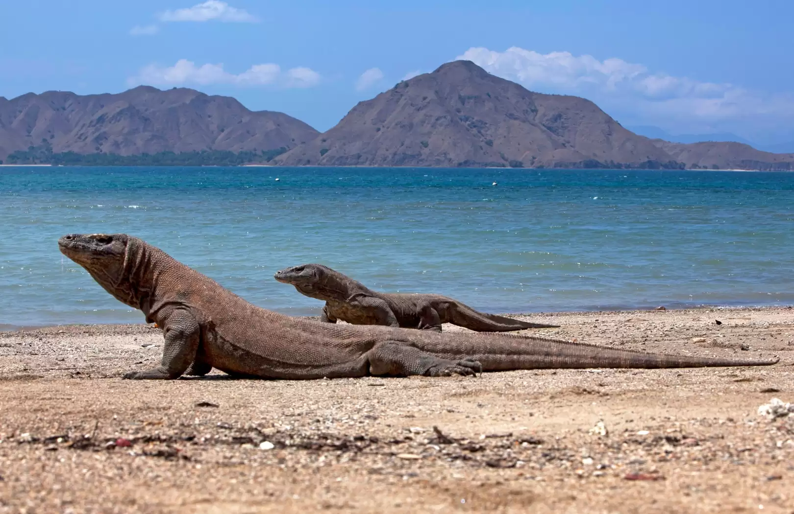 Sehat Elona Komodo Adventures 4 Days 3 Nights Liveaboard Expedition