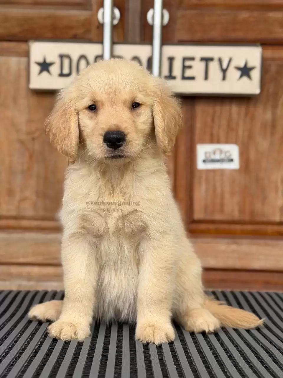 Golden Retriever female 511