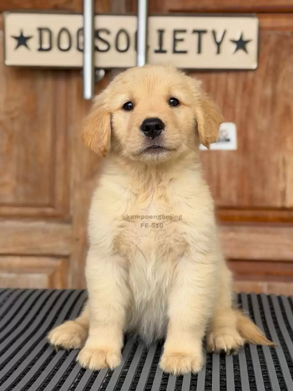 Golden Retriever female 510