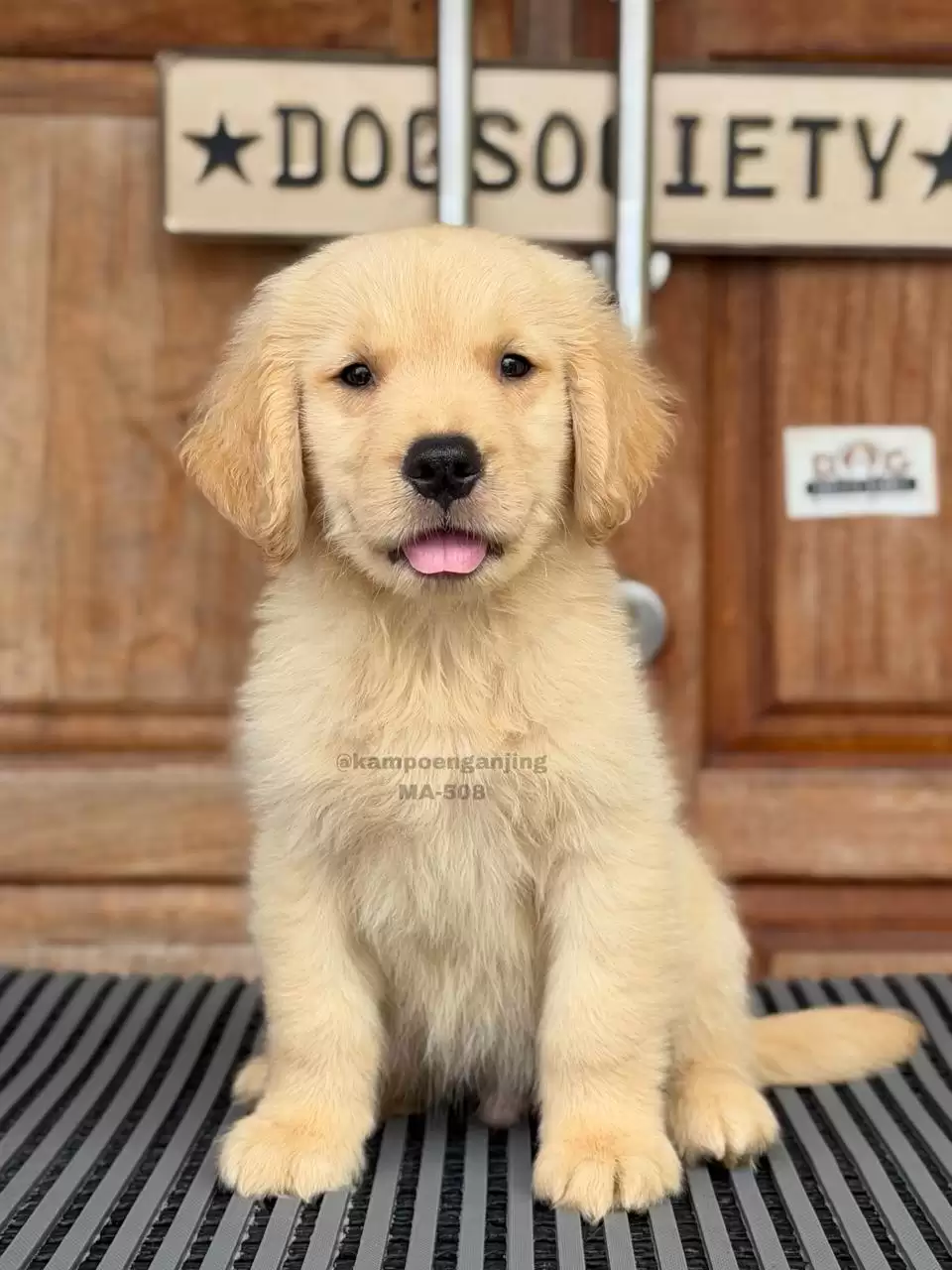 Golden Retriever male 508