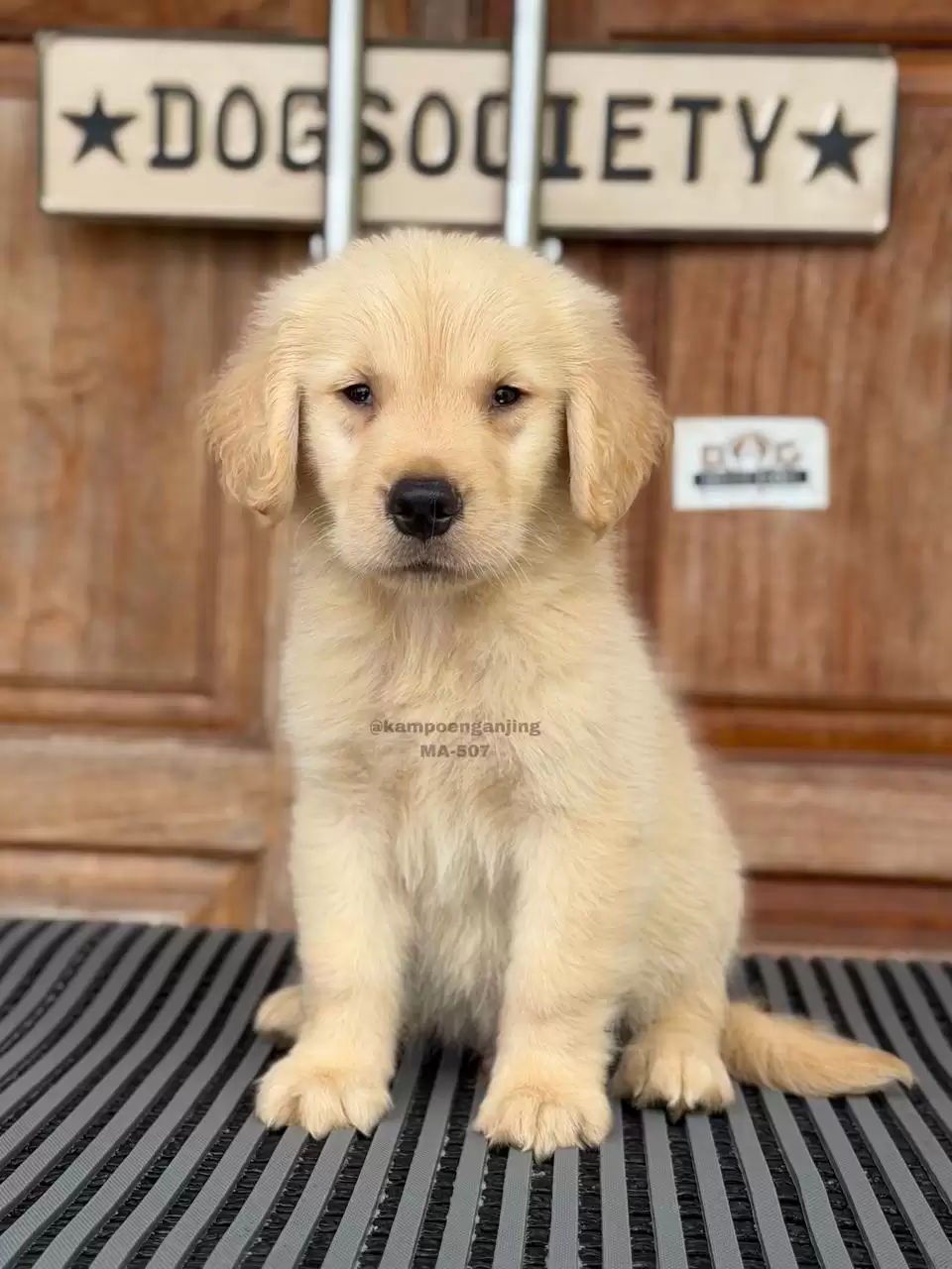 Golden Retriever male 507