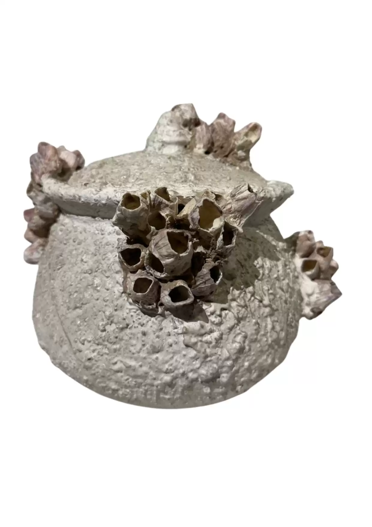 Decorative Barnacle Textured Pot