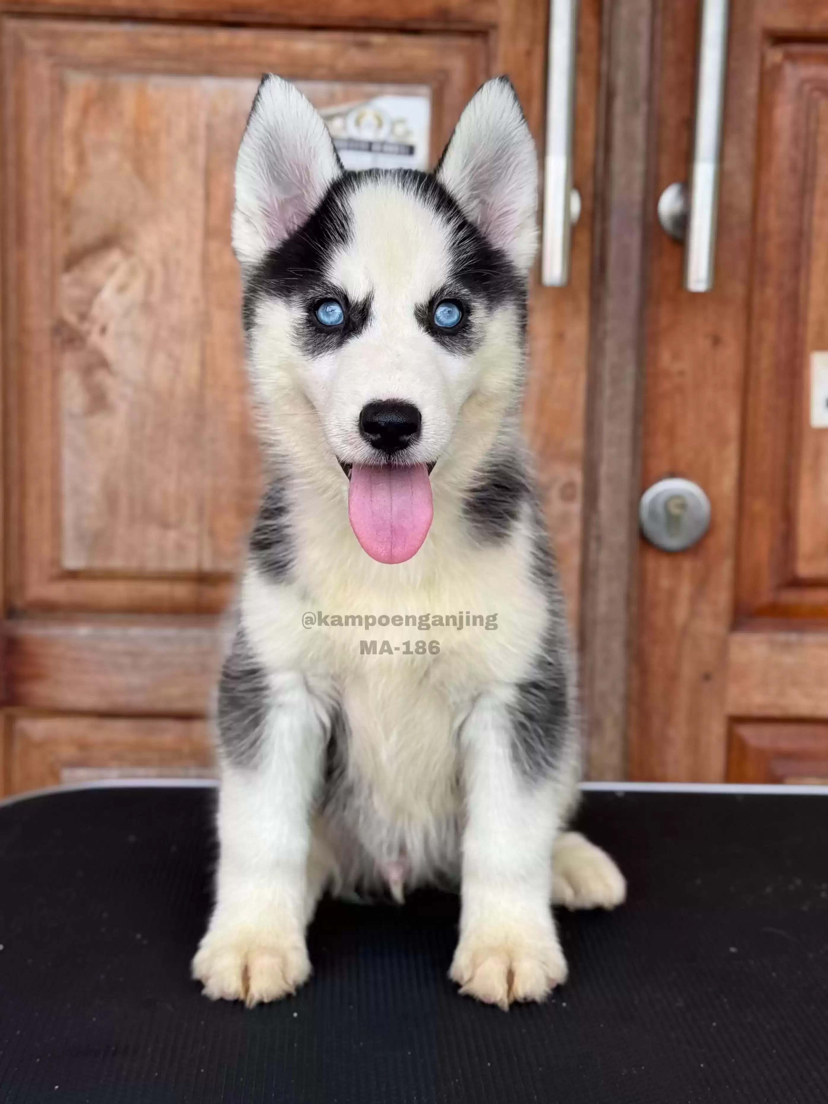 Siberian Husky