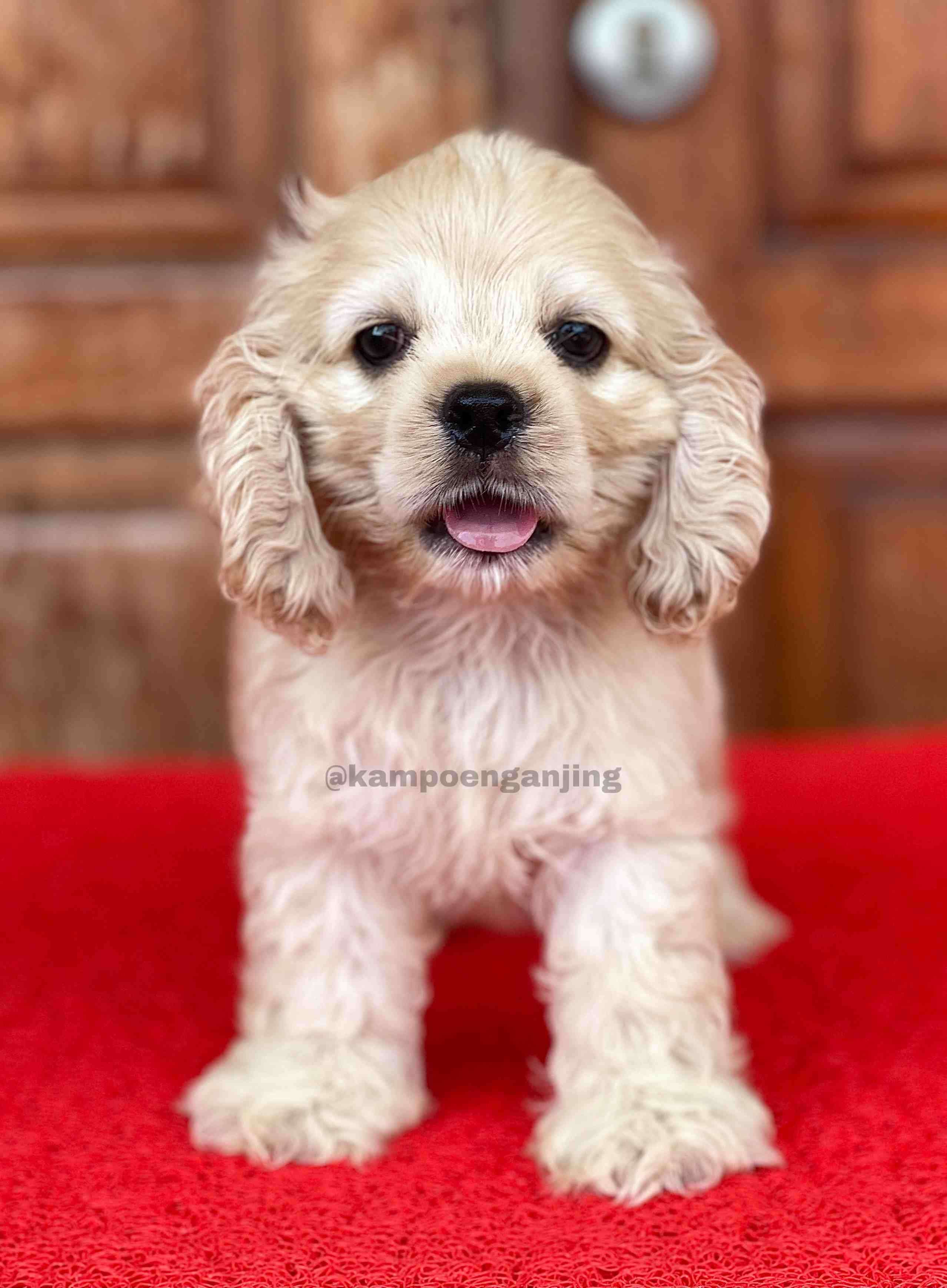 American Cocker Spaniel