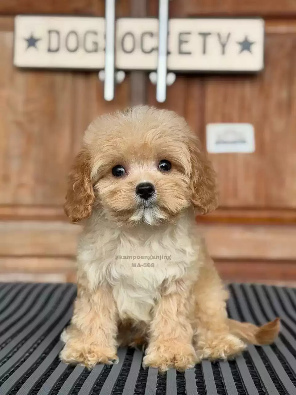 Cavapoo ( CAVALIER X POODLE )