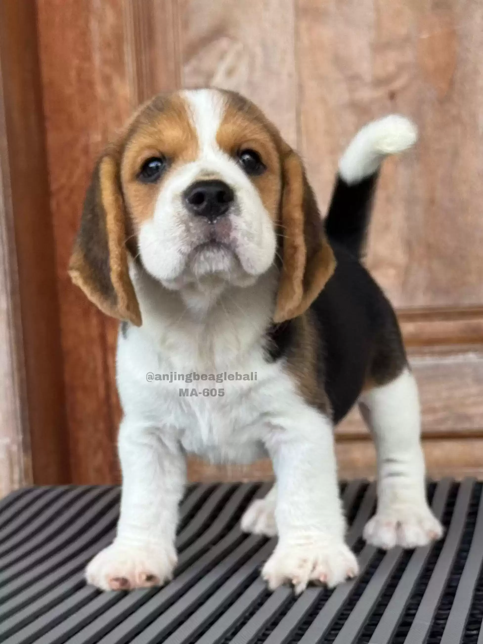 Beagle