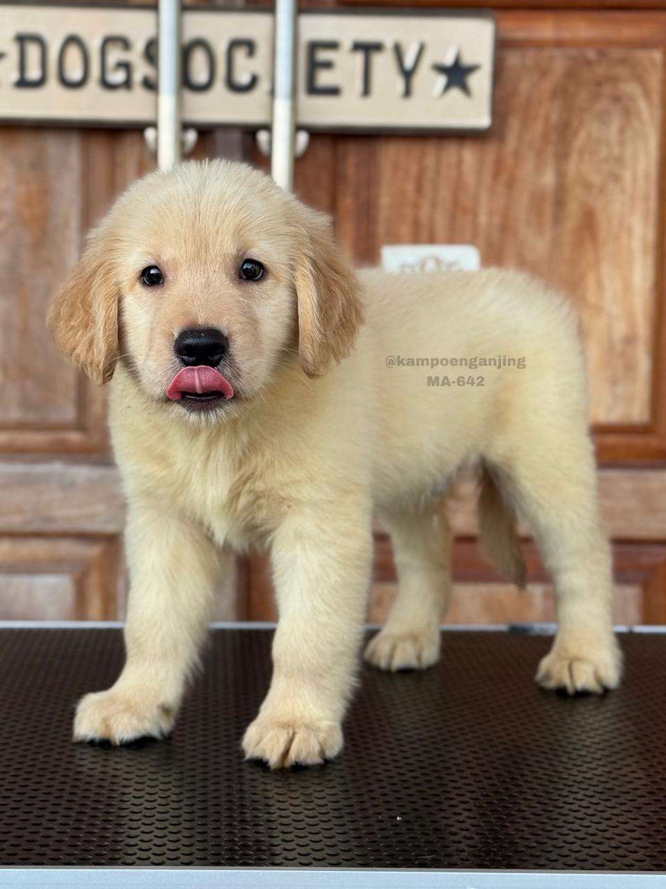 Golden Retriever
