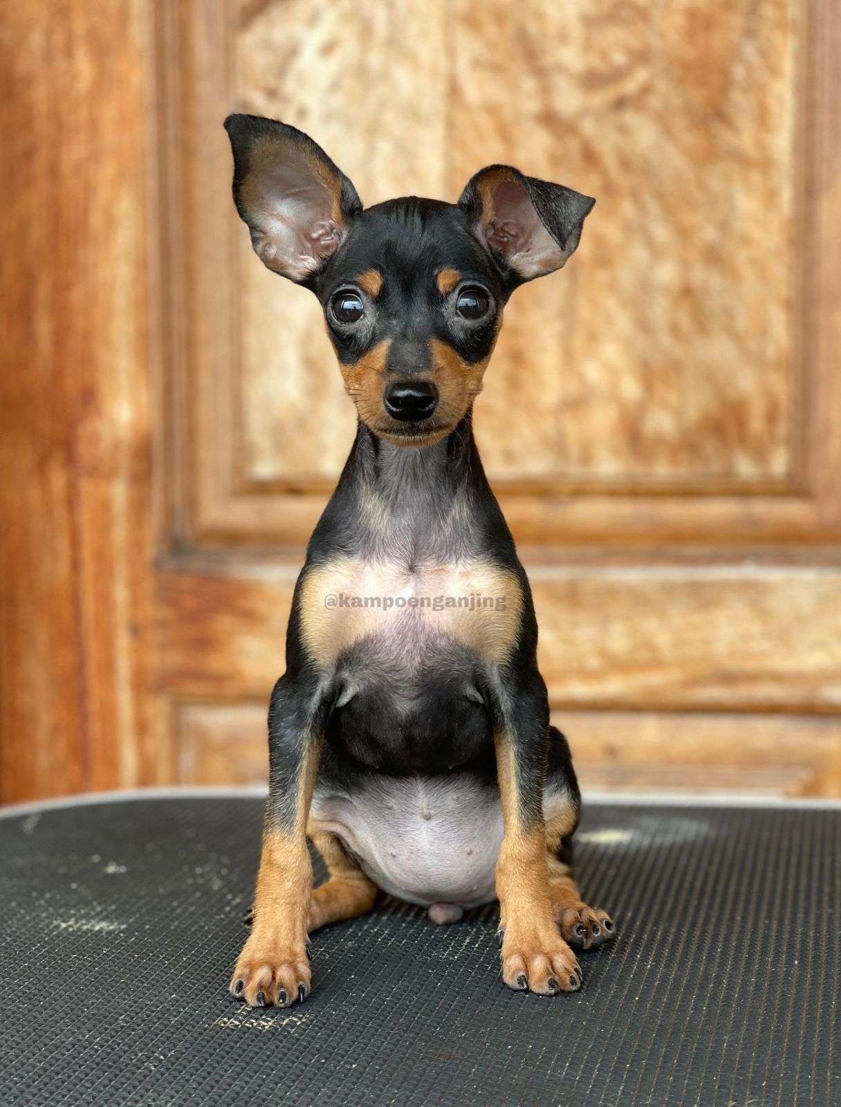 Miniature pinscher