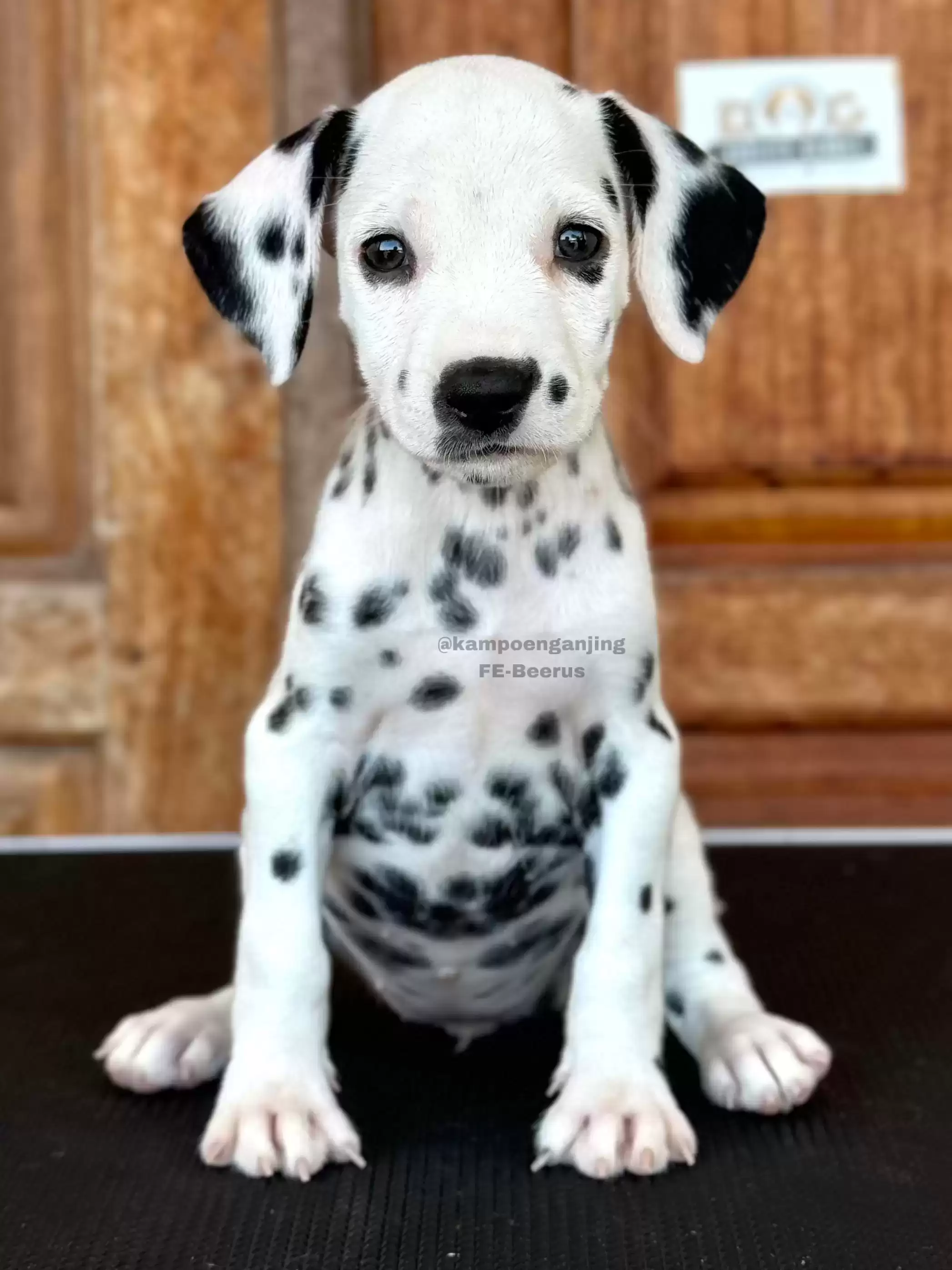 Dalmatian