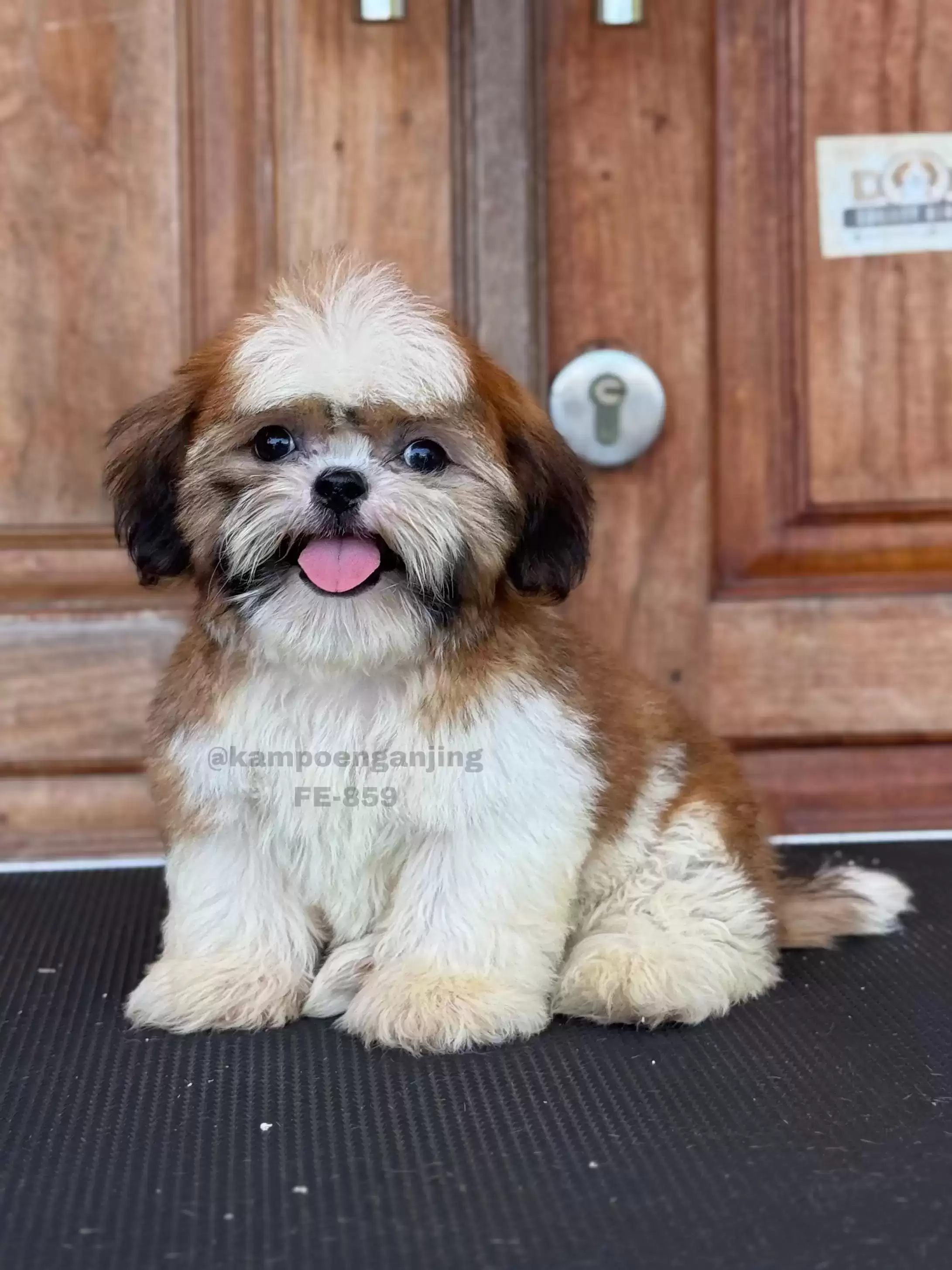 Shih tzu
