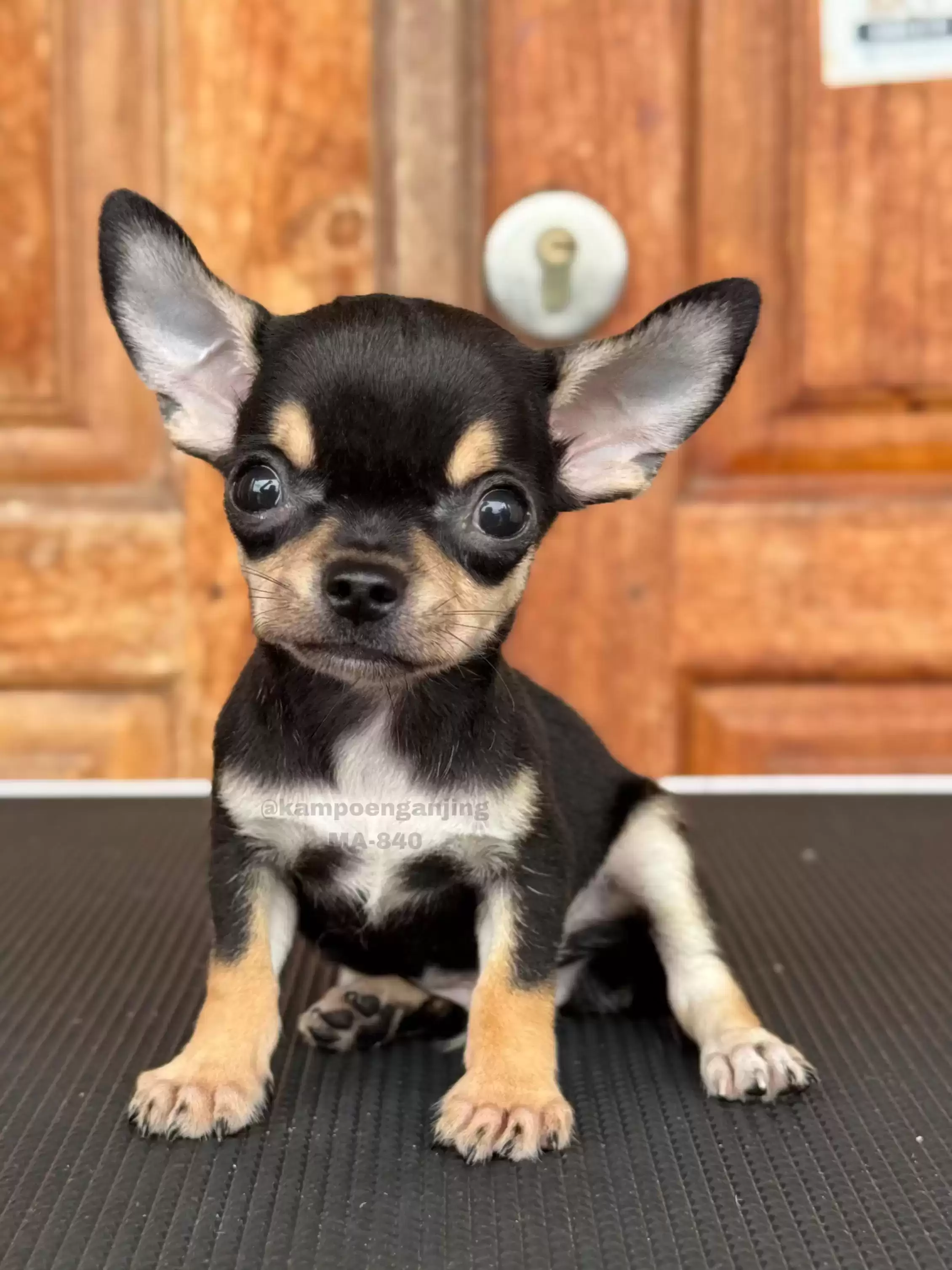 Chihuahua