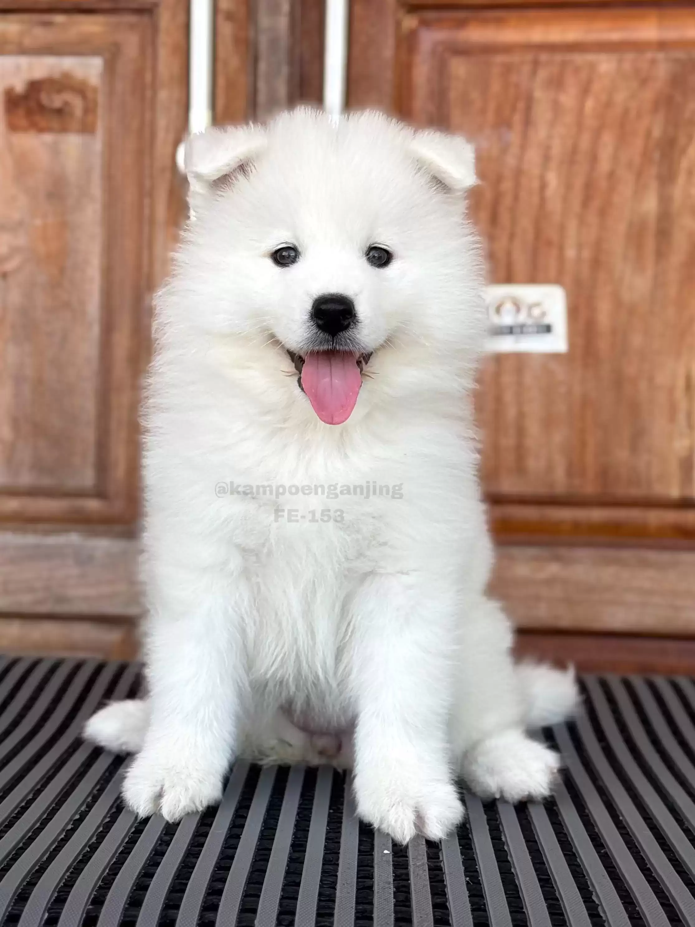 Samoyed