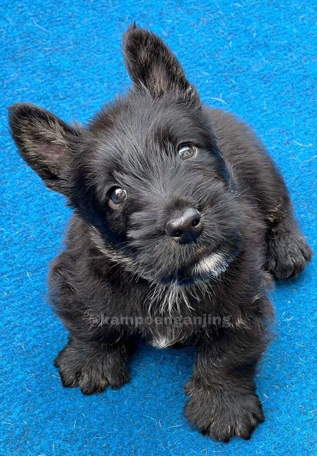 Scottish terrier