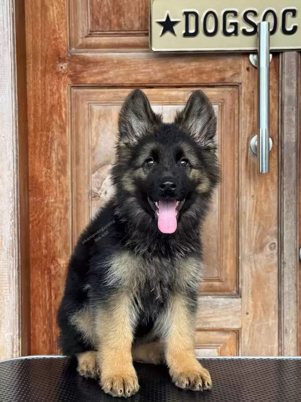 German Shepherd