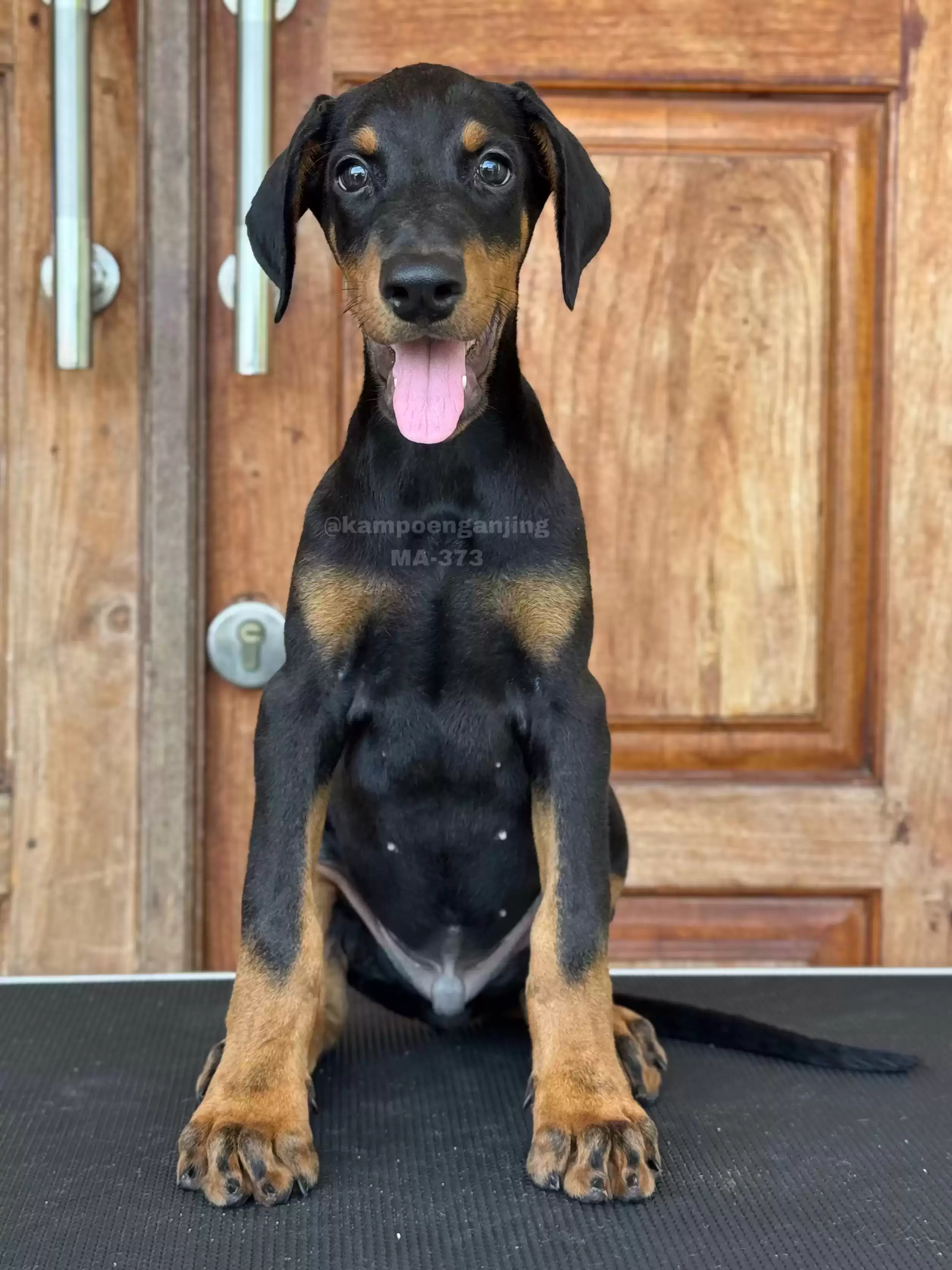 Doberman Pinscher