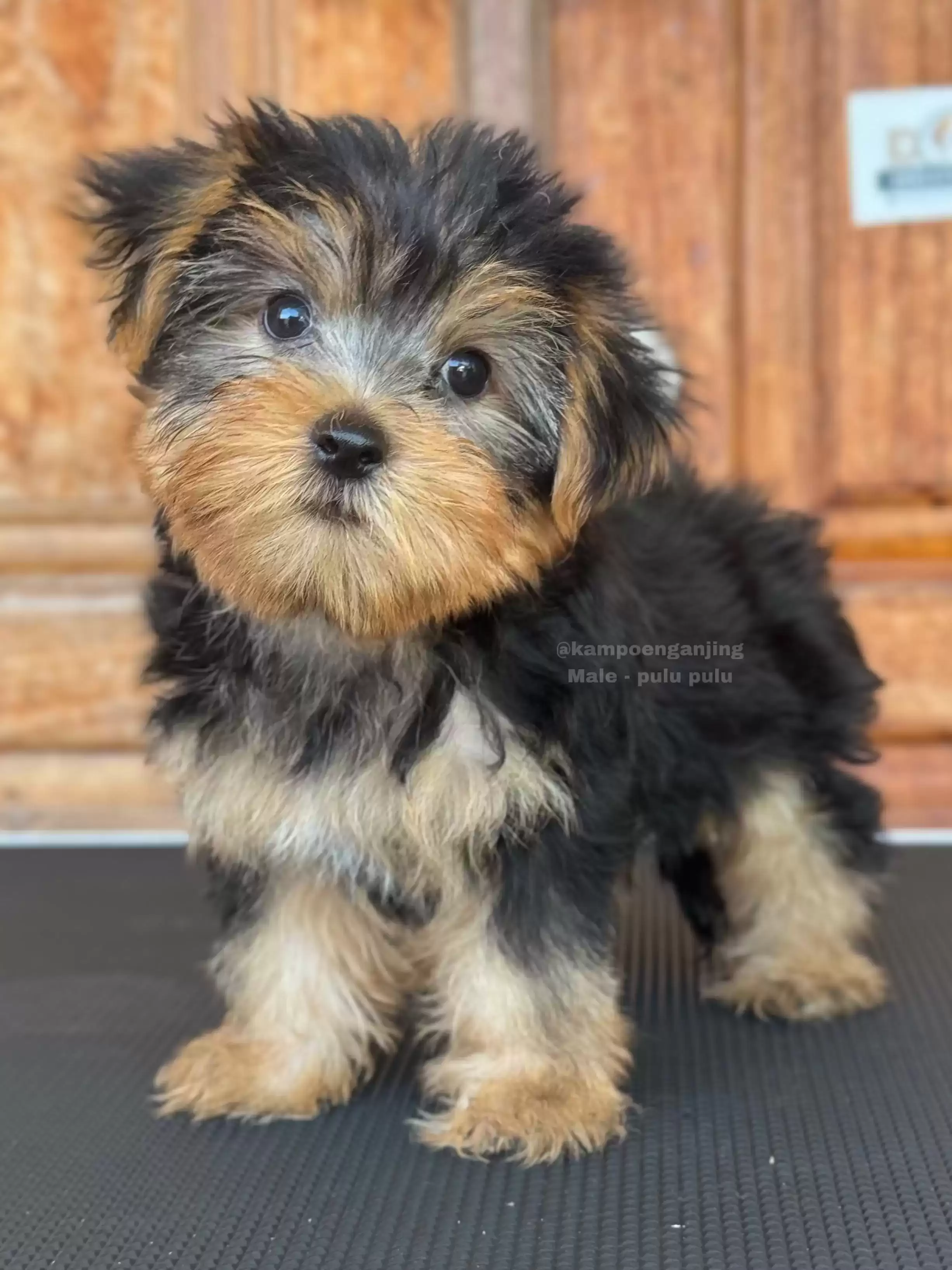 Yorkshire Terrier