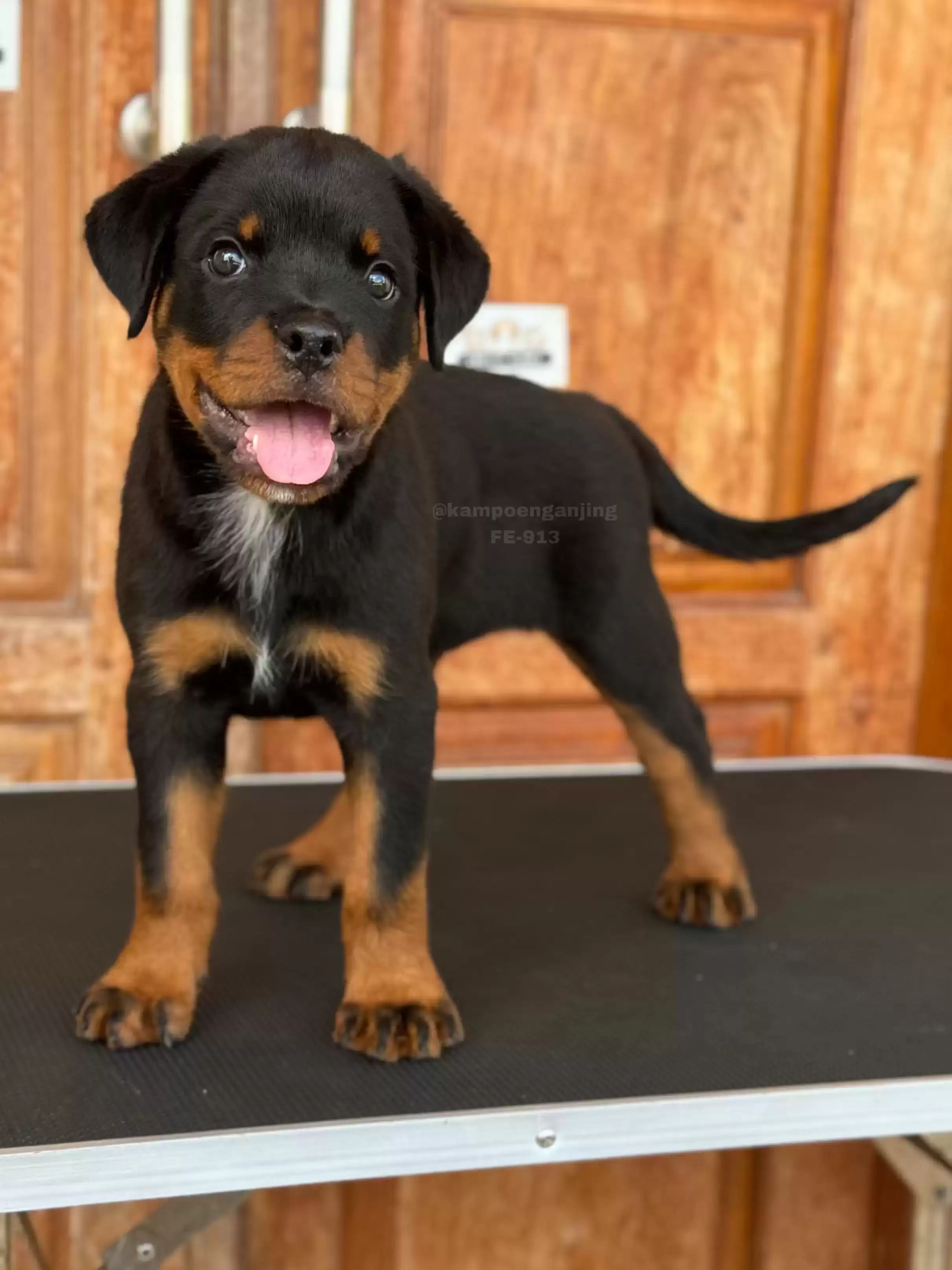 Rottweiler