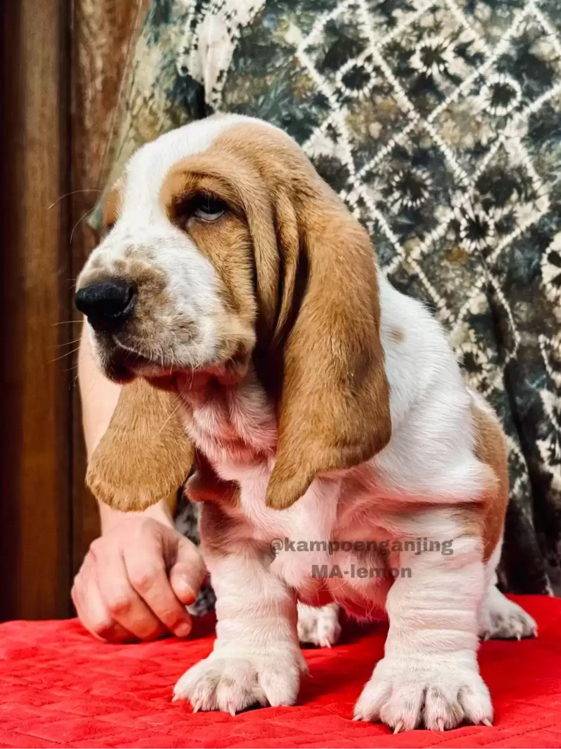 Basset Hound
