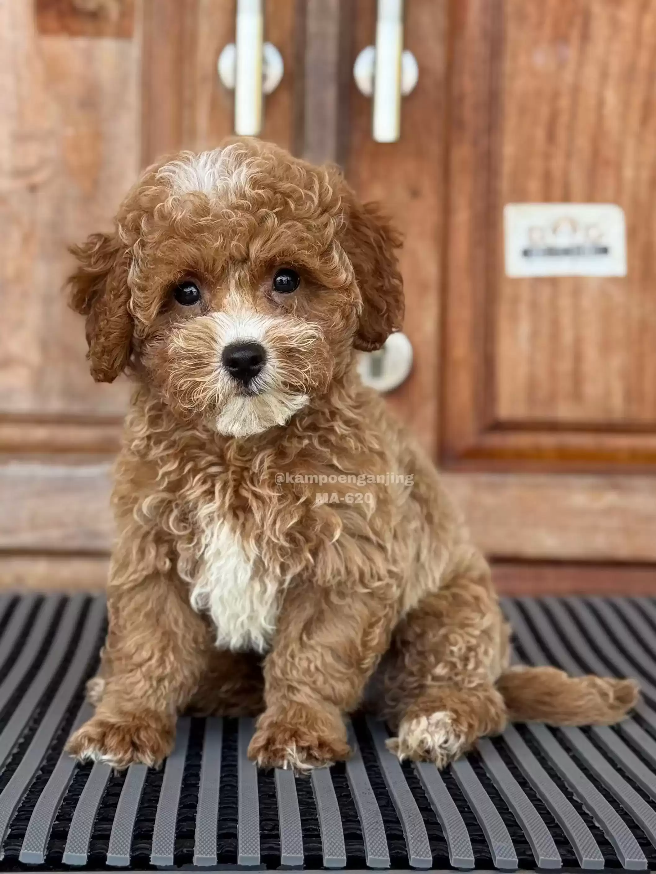 MALTIPOO ( maltese x poodle )