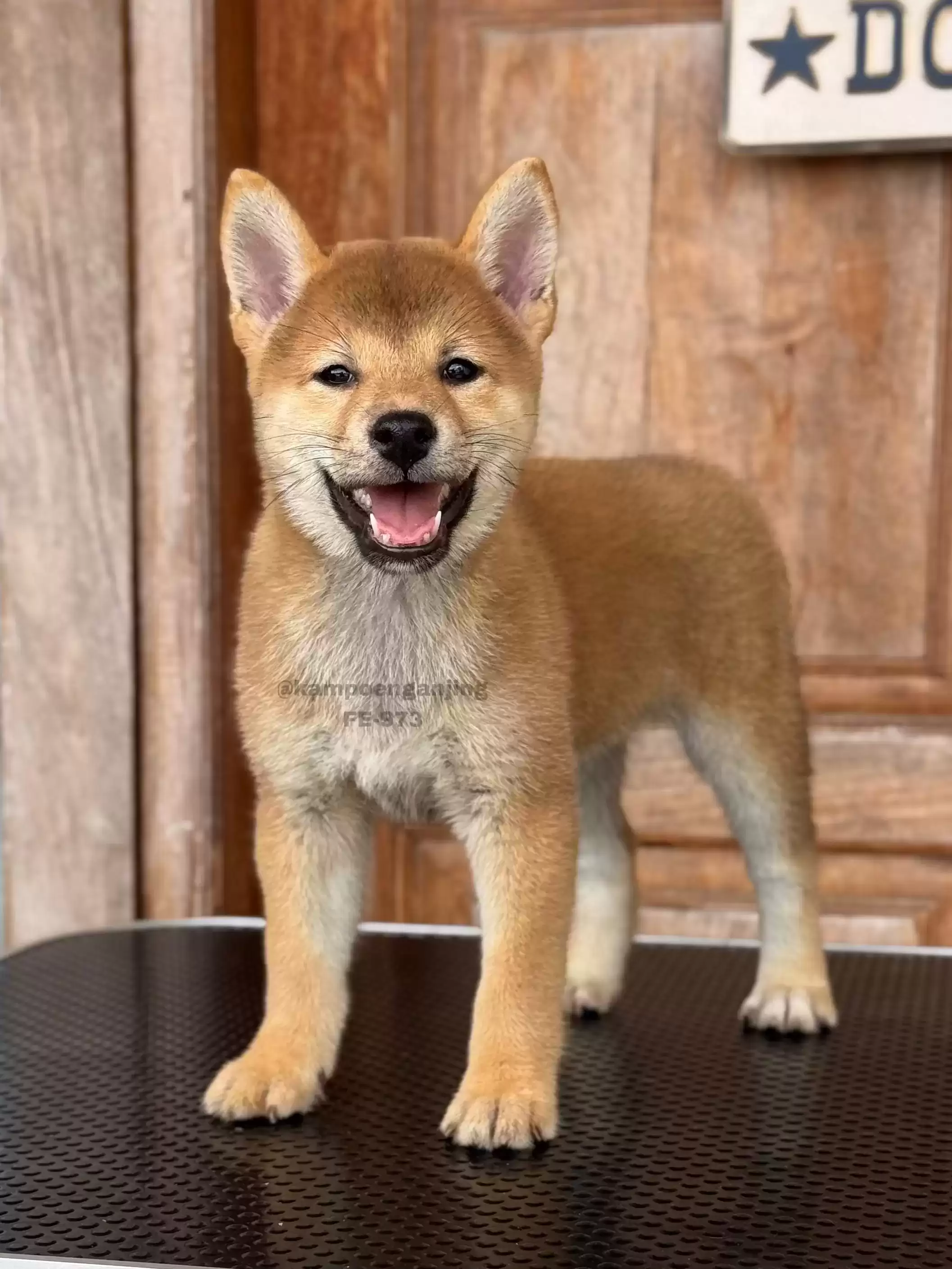 Shiba Inu