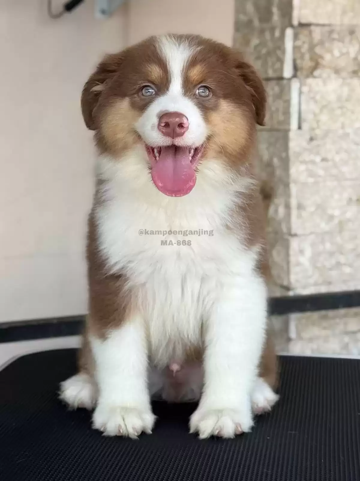 Australian Shepherd