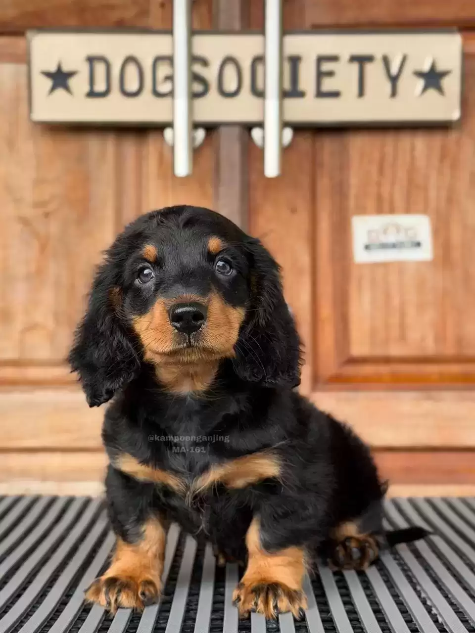 Dachshund Longhaired 