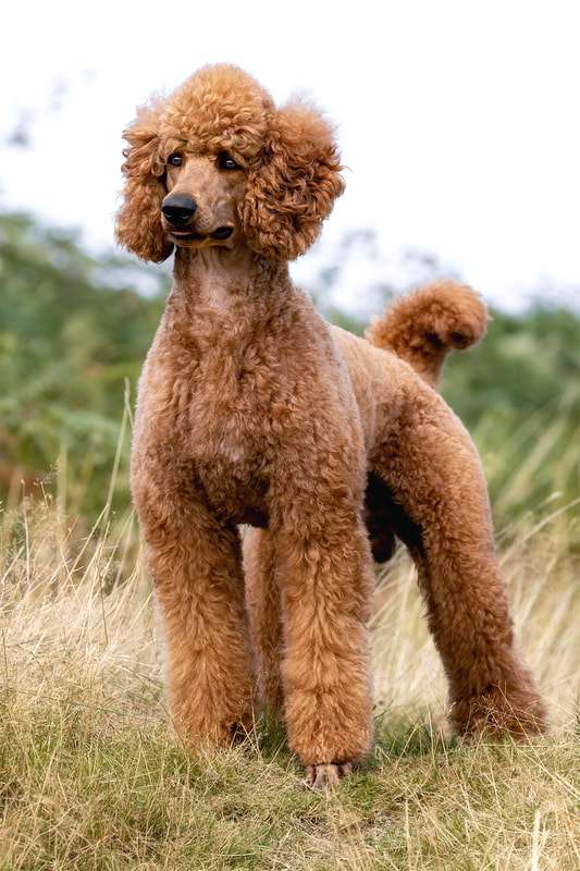 Standard Poodle