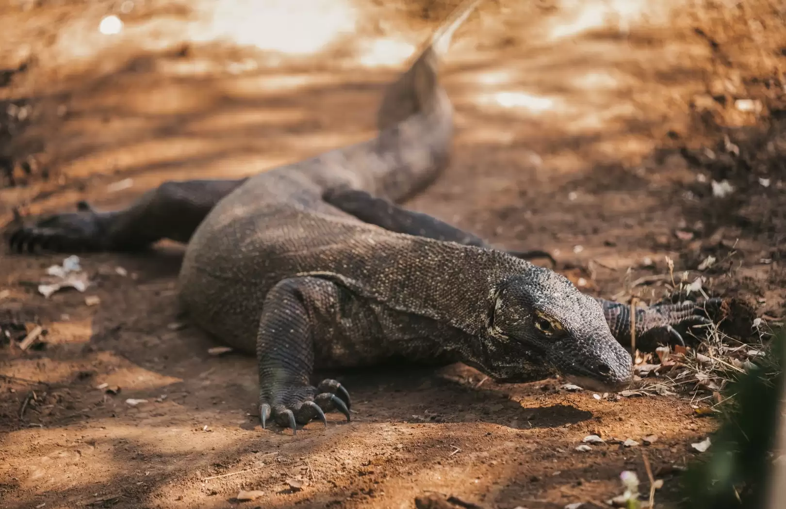 Komodo Trip 2 Days 1 Night