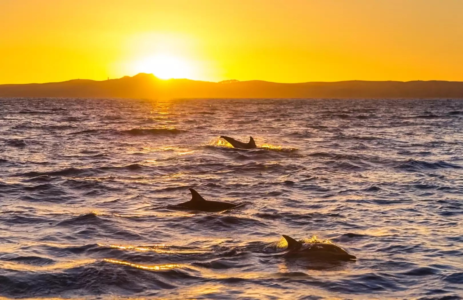 Bali Dolphin Tour