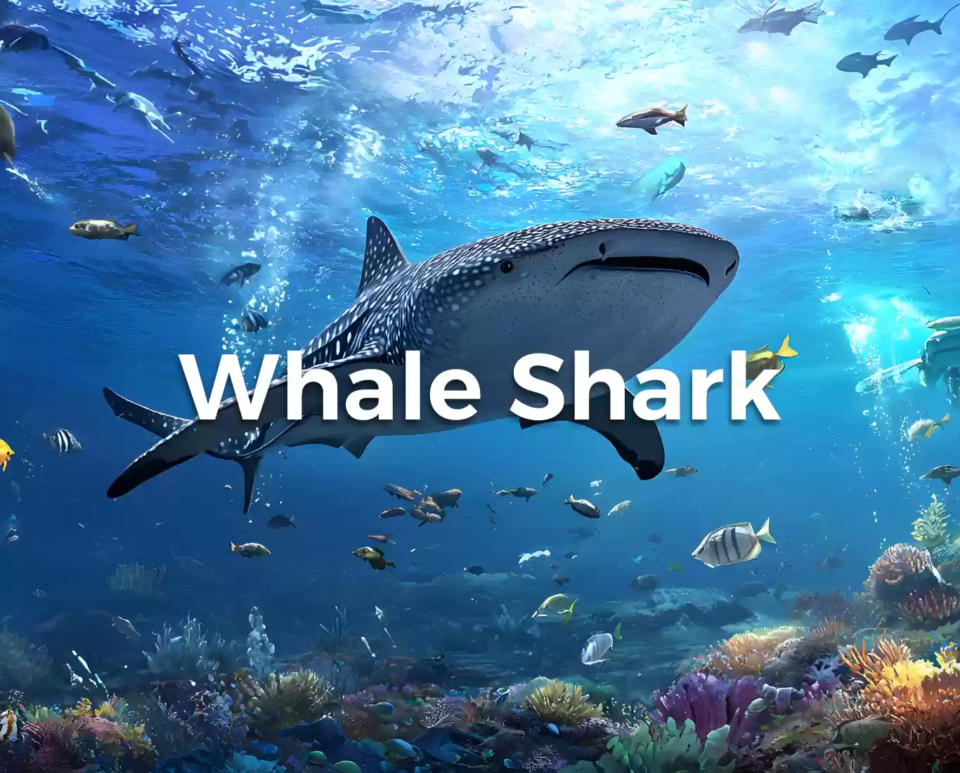 Sharing Trip Whale Shark Termurah 2 Hari 1 Malam Star Lombok ‼️