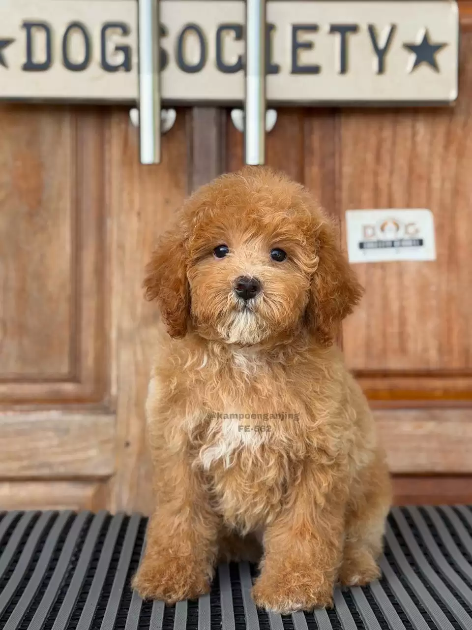 POOCHON female 562