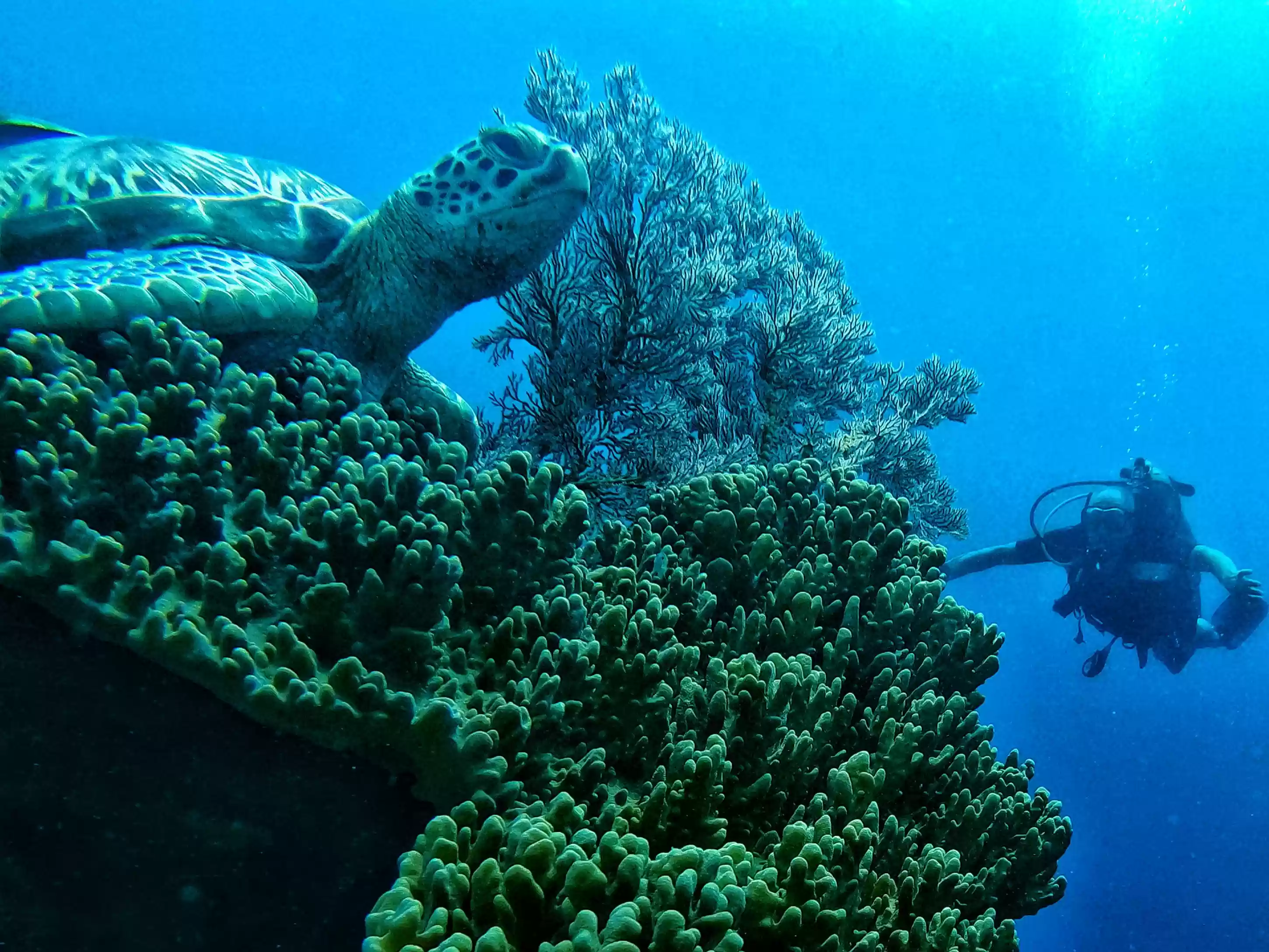 Scuba Diving Menjangan