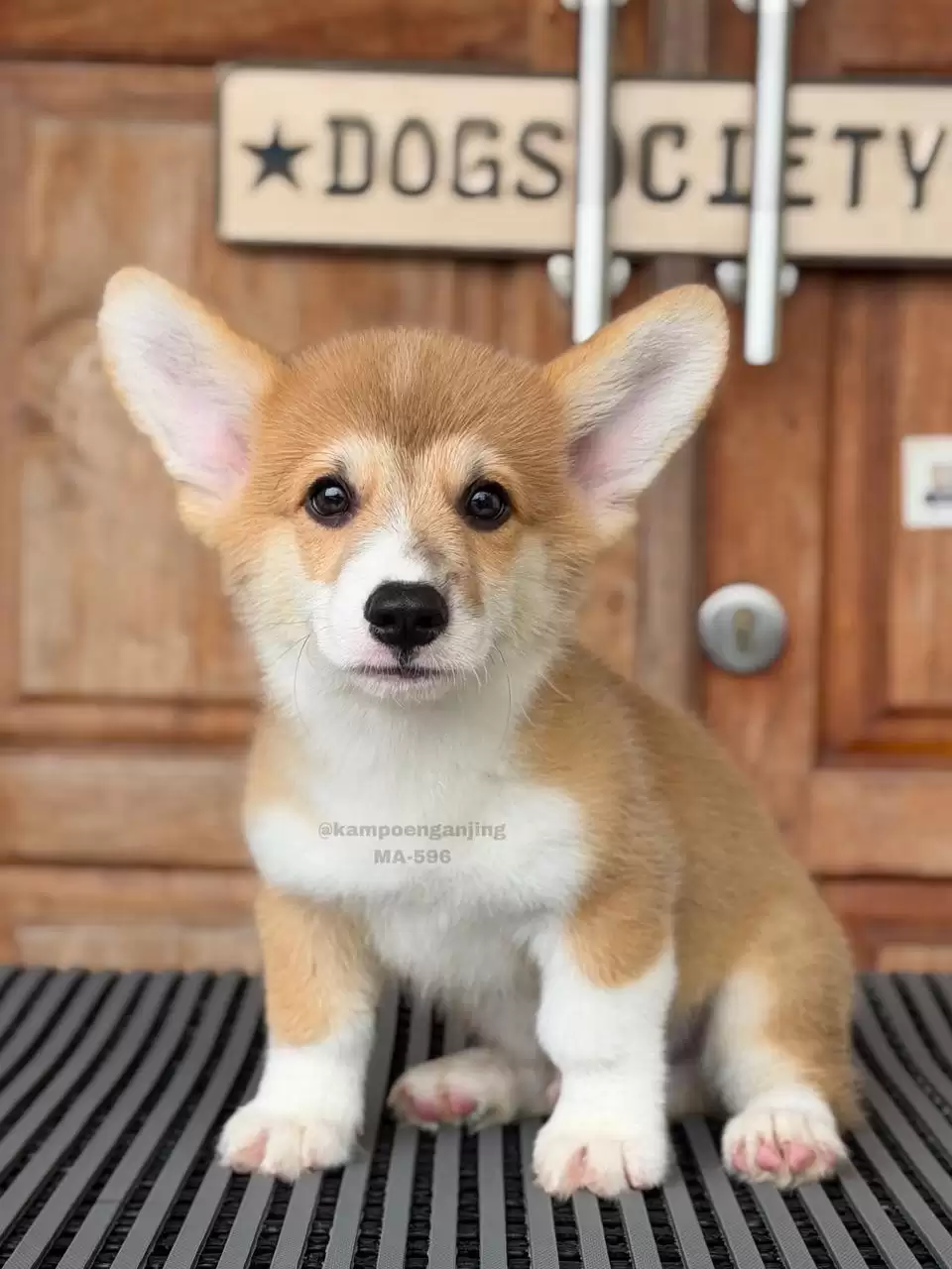 Pembroke Welsh Corgi male 596