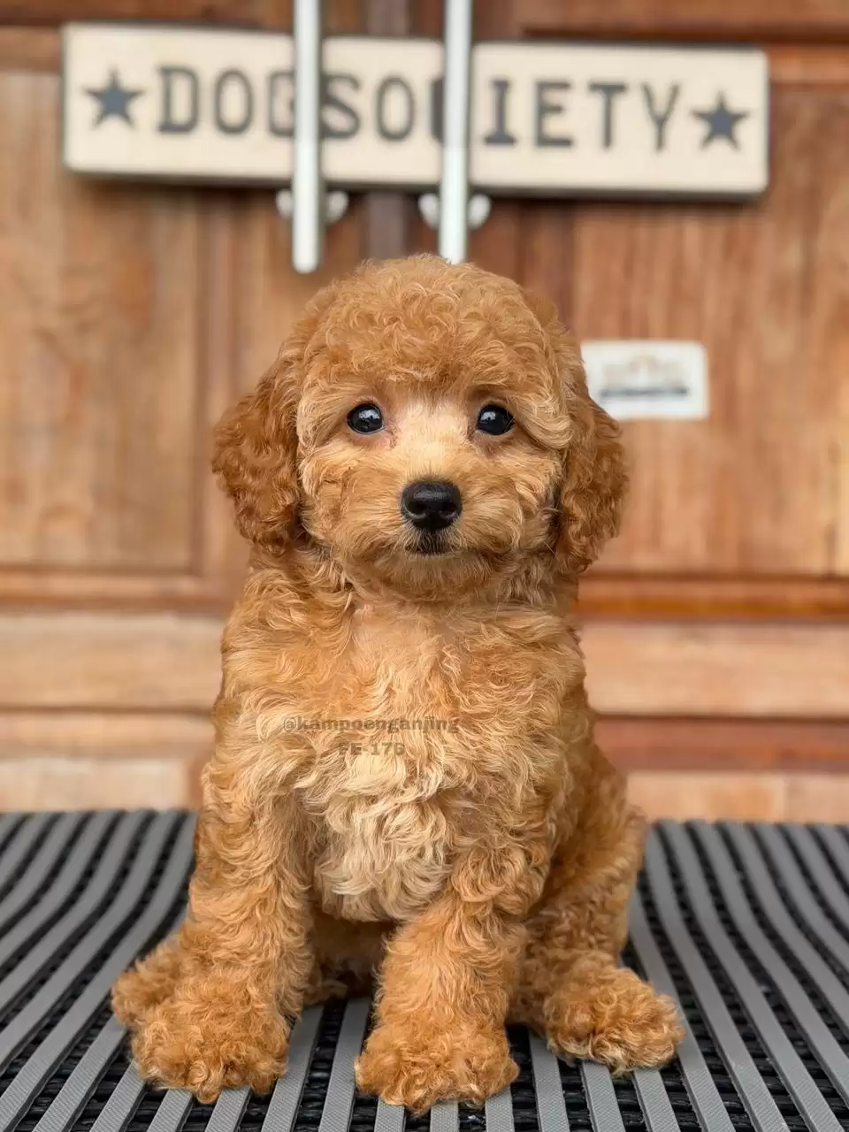 Poodle female 176