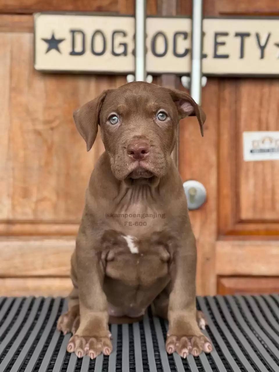 Pitbull female 600
