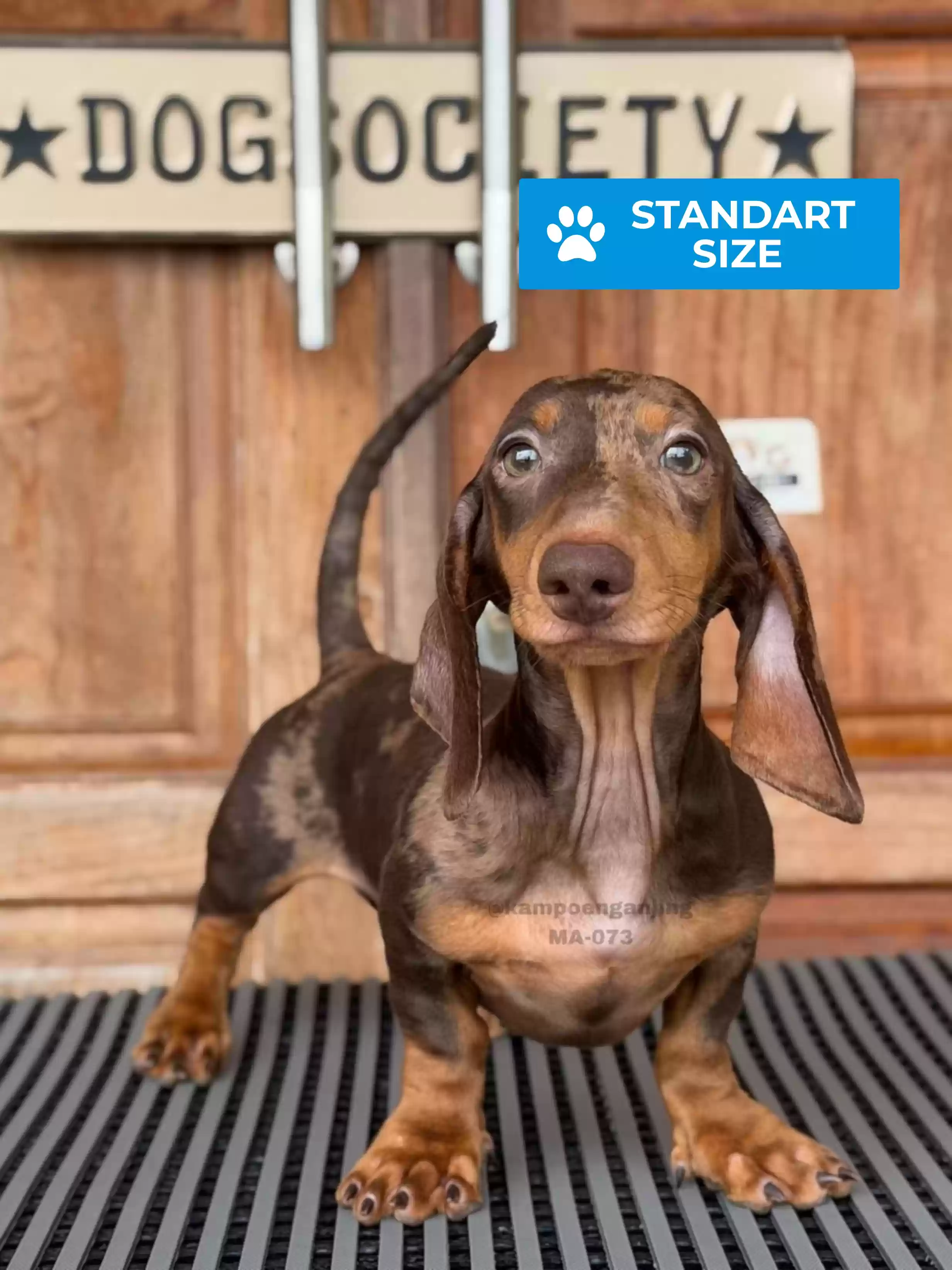 Dachshund Smoothcoat male 073